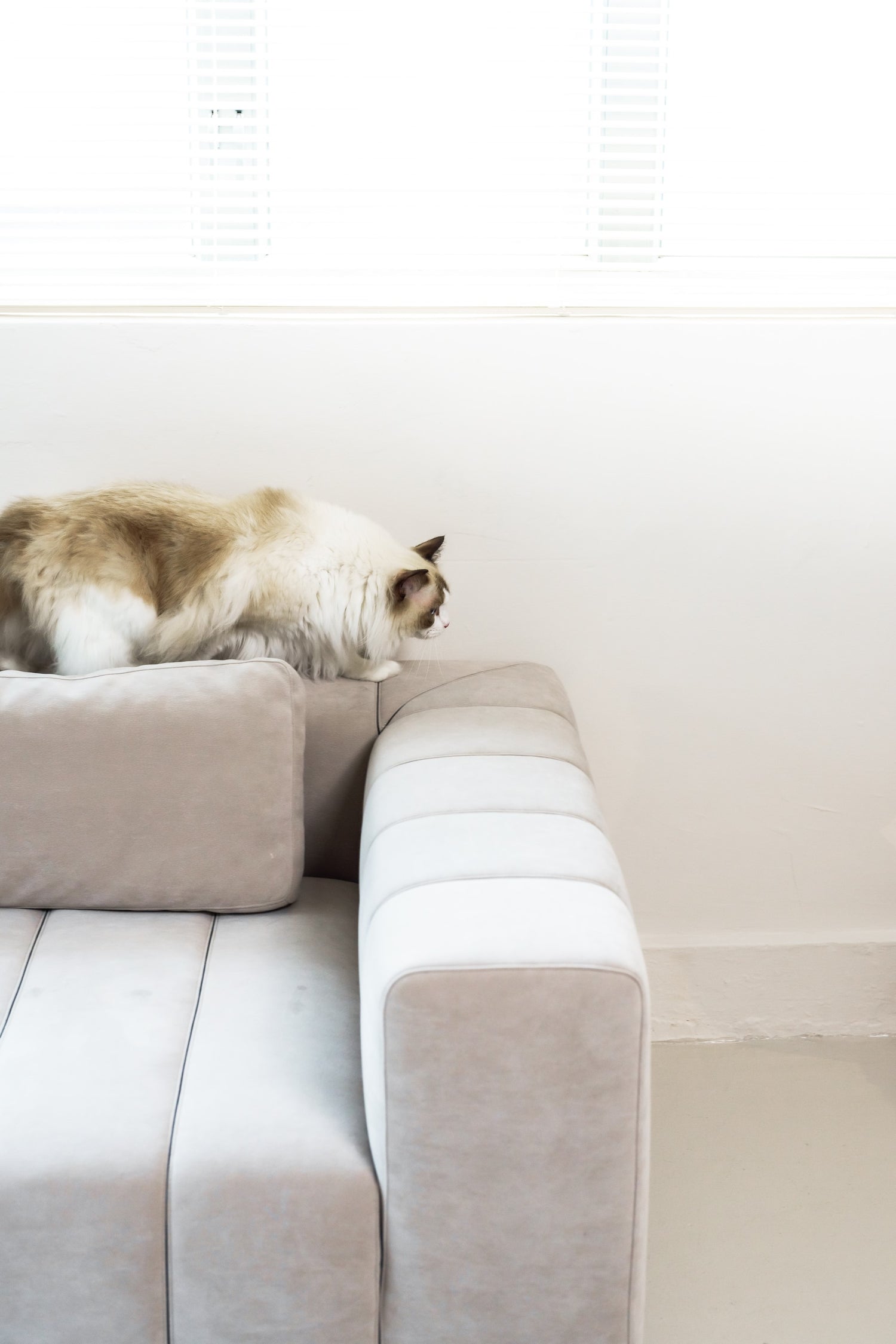 pet_sofa-cat1 - Penta Living